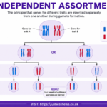 independent assortment